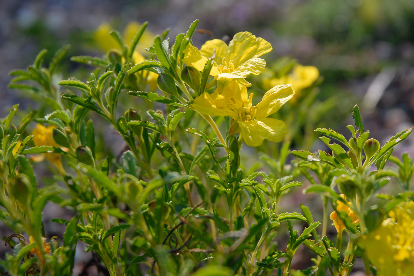 Prairie Lode Sundrops